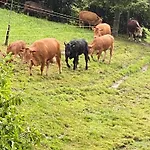 Bed & Breakfast Tannen124 Oberburg