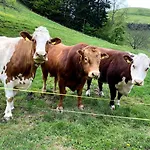 Bed & Breakfast Tannen124 Oberburg