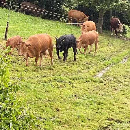 住宿加早餐酒店 Tannen124 Oberburg
