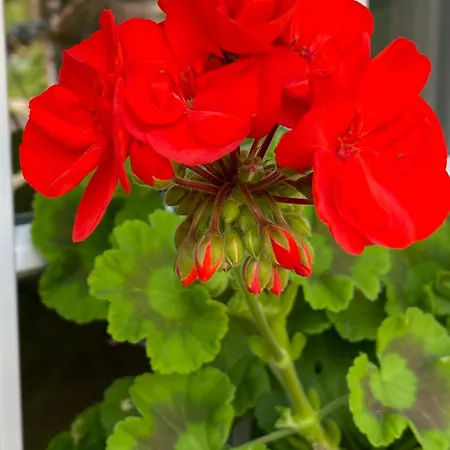 住宿加早餐酒店 Tannen124