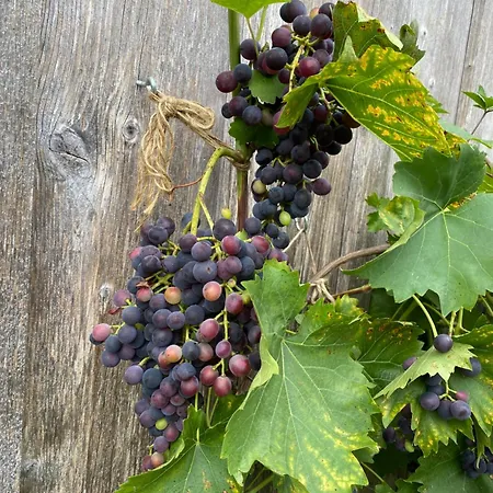 Tannen124 Bed & Breakfast 3*