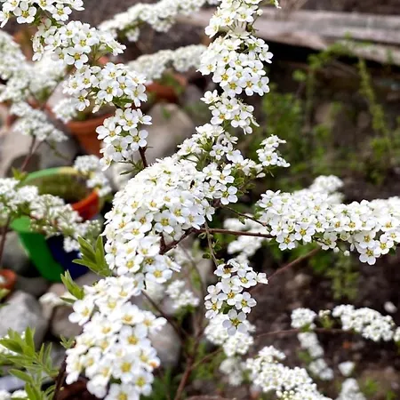 Tannen124 3* Oberburg