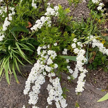 Tannen124 住宿加早餐酒店 3*