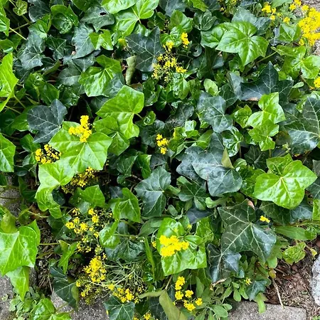 Tannen124 住宿加早餐酒店 Oberburg