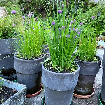 住宿加早餐酒店 Tannen124 Oberburg