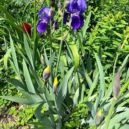 Tannen124 住宿加早餐酒店