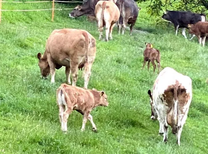 Bed & Breakfast Tannen124