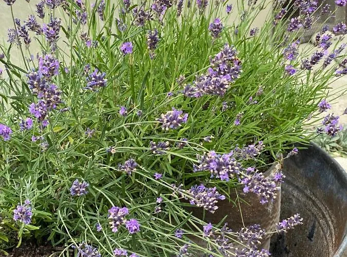 Tannen124 Bed & Breakfast Oberburg