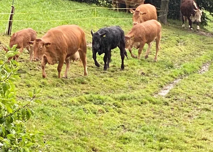 Bed & Breakfast Tannen124 Oberburg