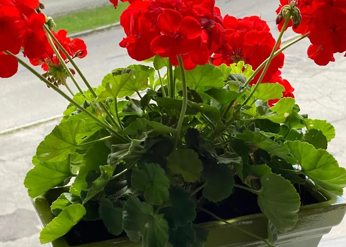 Bed & Breakfast Tannen124