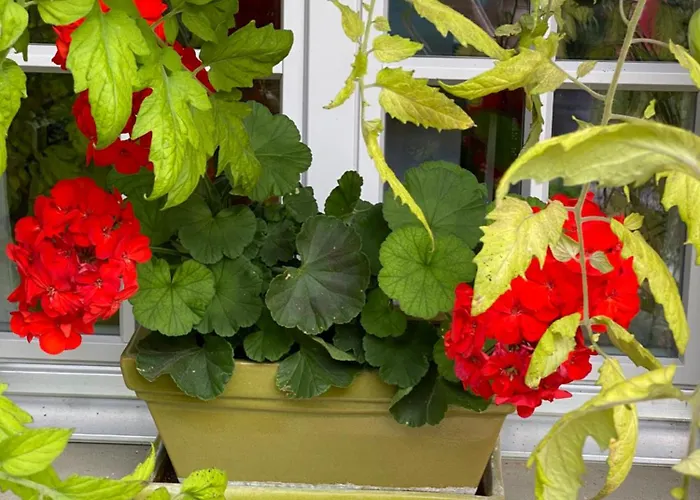 Tannen124 3* Oberburg