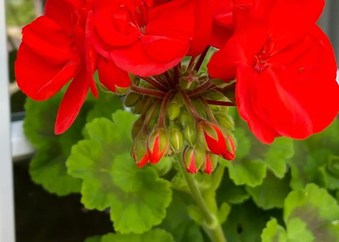 Bed & Breakfast Tannen124