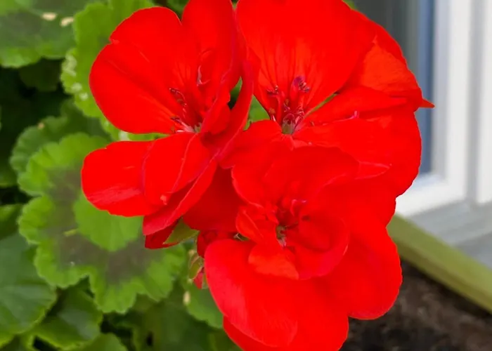 Tannen124 Bed & Breakfast 3*