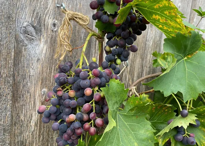 Tannen124 Bed & Breakfast 3*