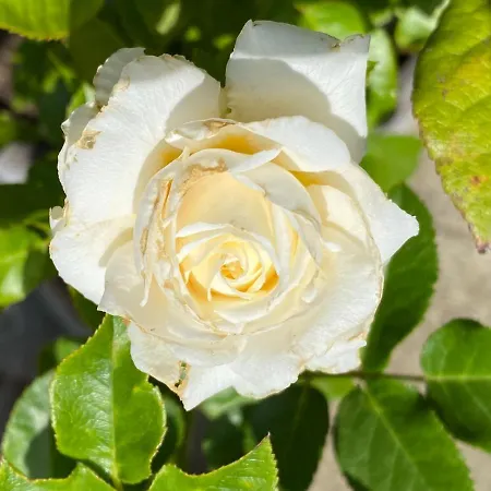 Tannen124 3*