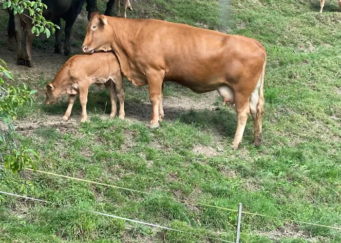 Tannen124 Bed & Breakfast 3*