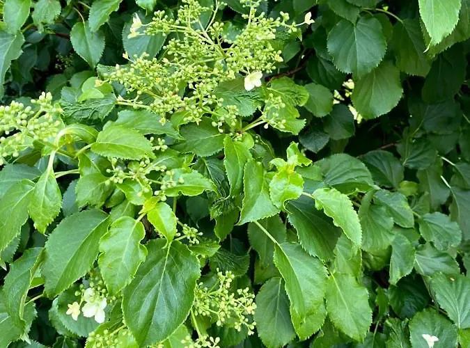 Bed & Breakfast Tannen124 3*